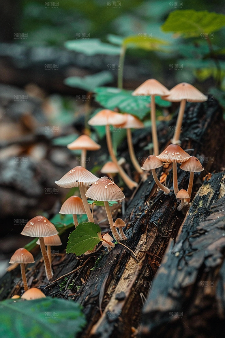 蘑菇山林鲜美摄影图
