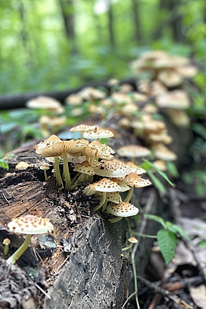 蘑菇菌子美味摄影图