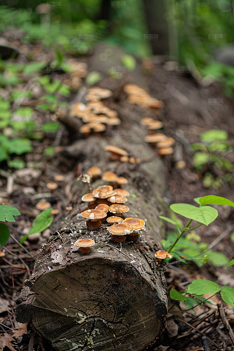 蘑菇山林食材摄影图