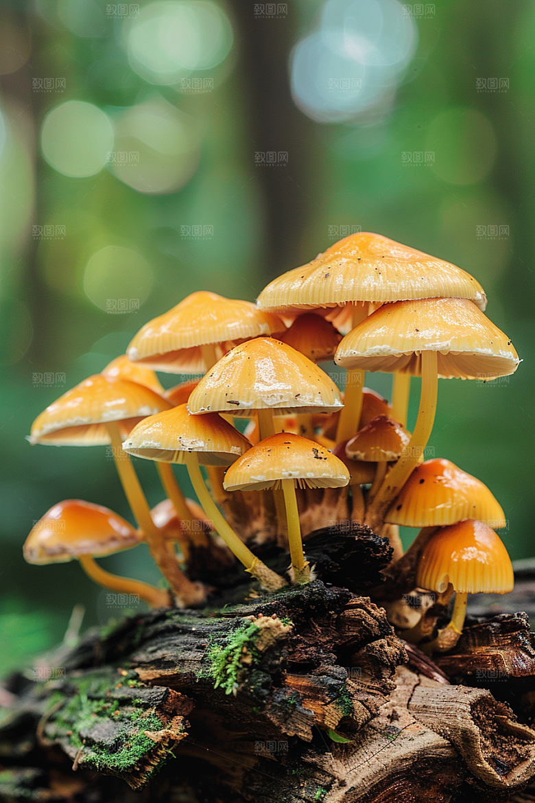 蘑菇清新食材摄影图