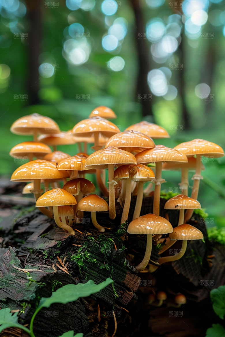 蘑菇鲜美清新摄影图