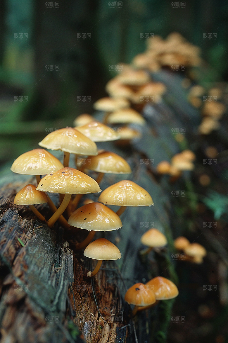 蘑菇山珍美味摄影图