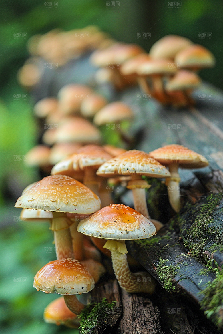 蘑菇雨后食材摄影图