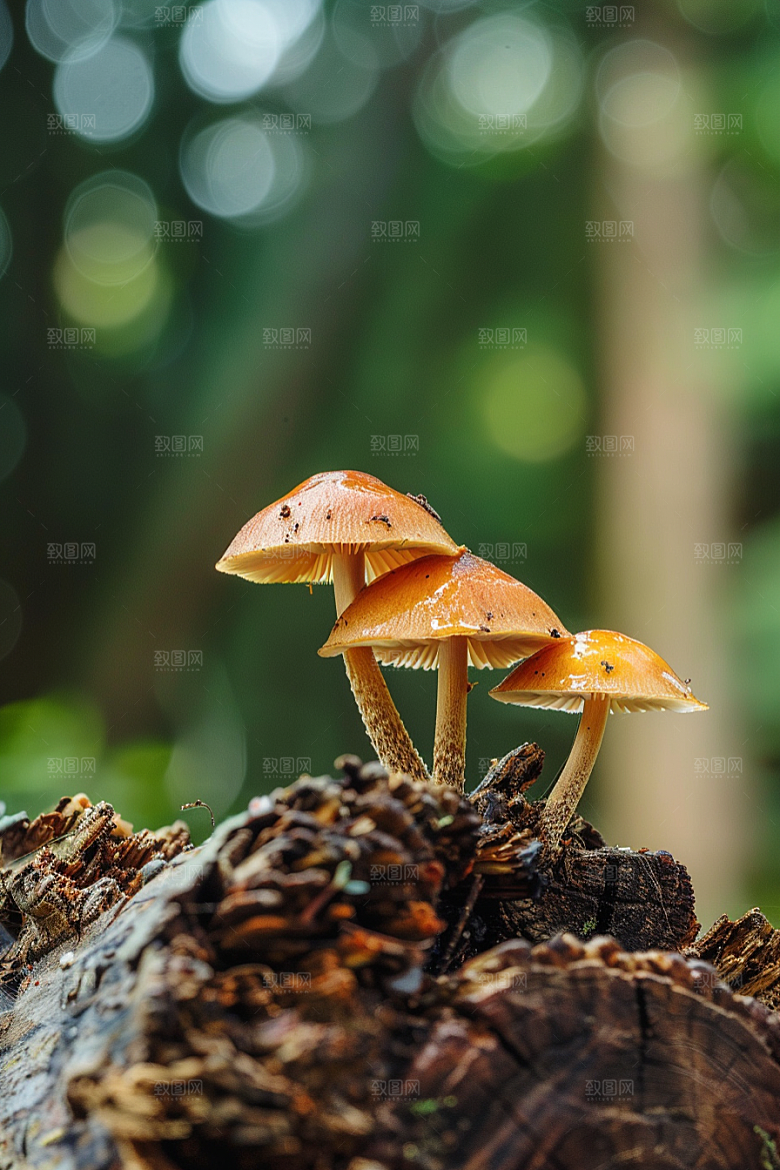 蘑菇云南菌子摄影图