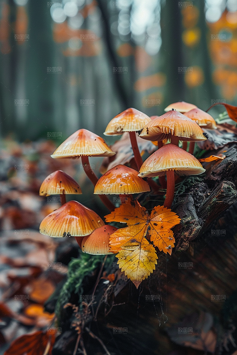 蘑菇山林雨后摄影图