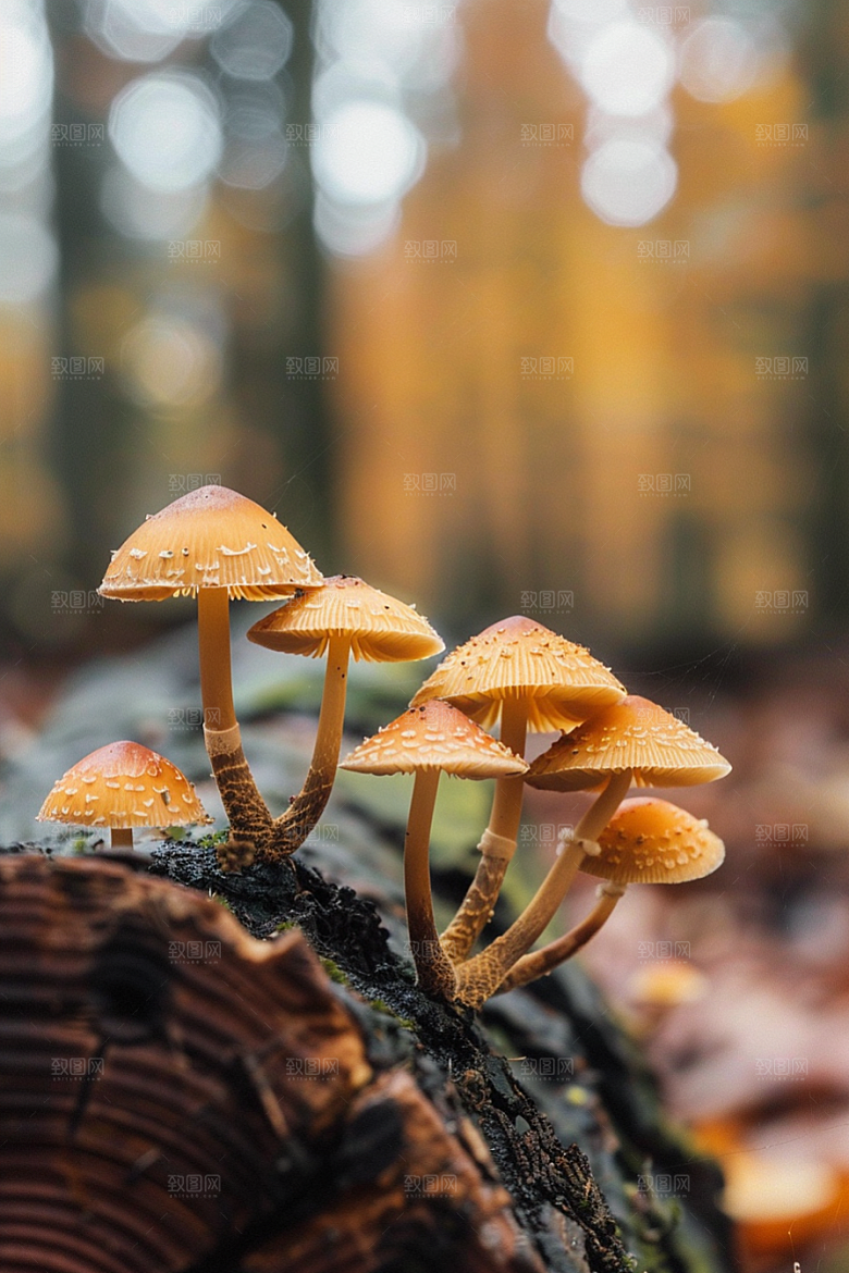 蘑菇山珍自然摄影图
