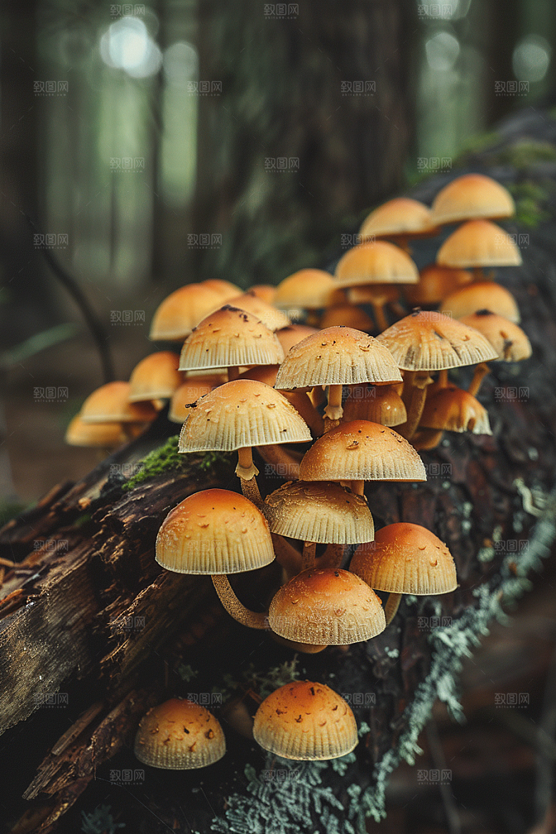 蘑菇云南清新摄影图