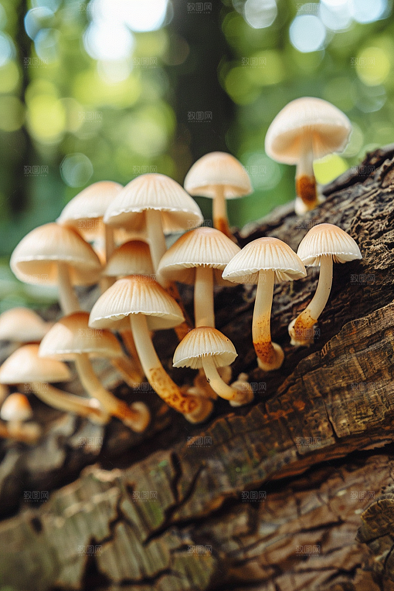 蘑菇高清菌子摄影图