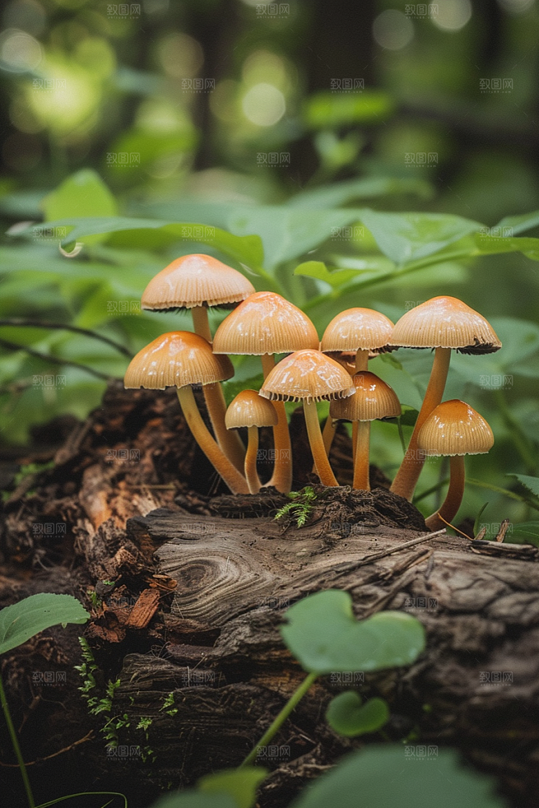 蘑菇菌子鲜美摄影图