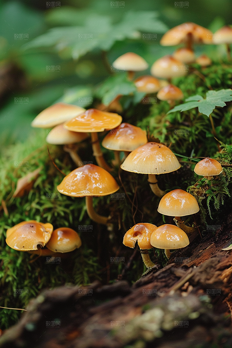 蘑菇食材山珍摄影图