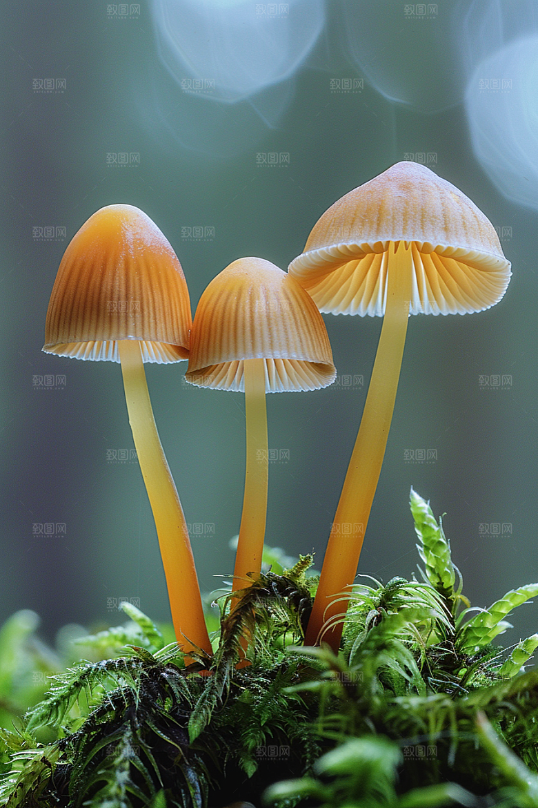 蘑菇云南食材摄影图