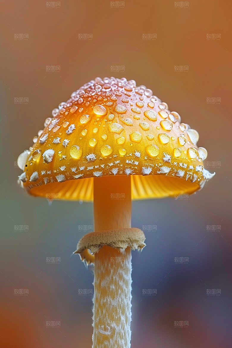 蘑菇清新自然摄影图