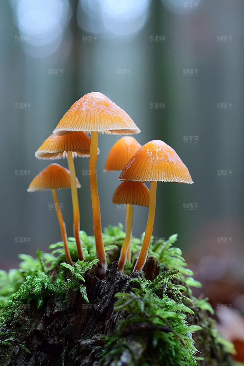 蘑菇树林山珍摄影图