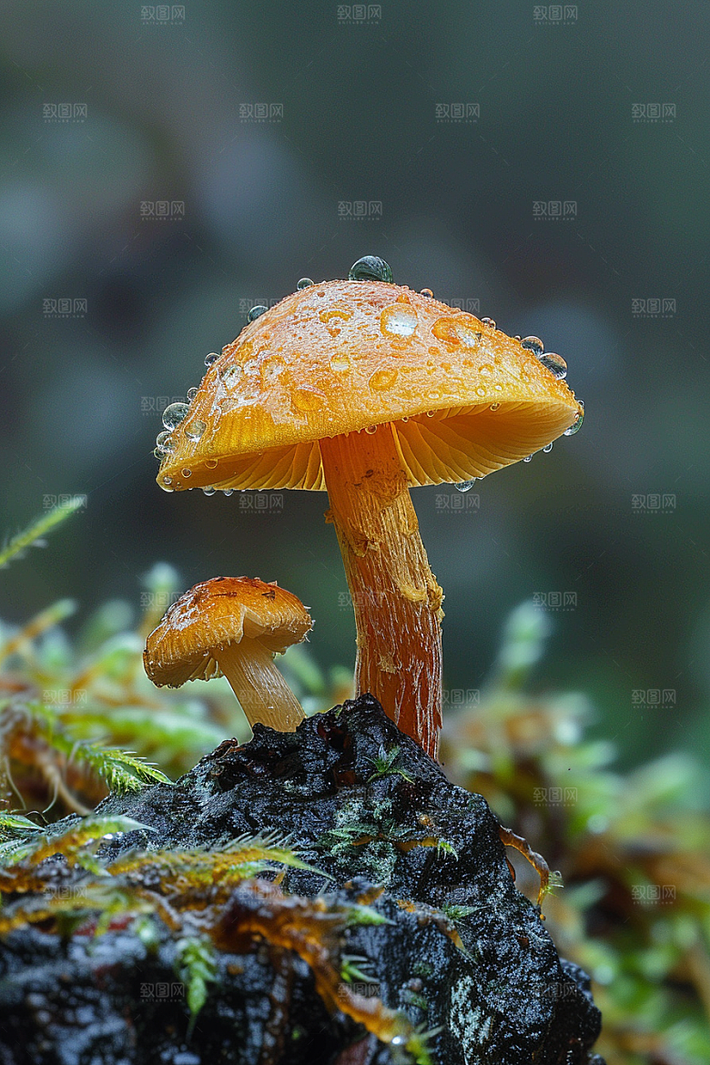 蘑菇高清新鲜摄影图