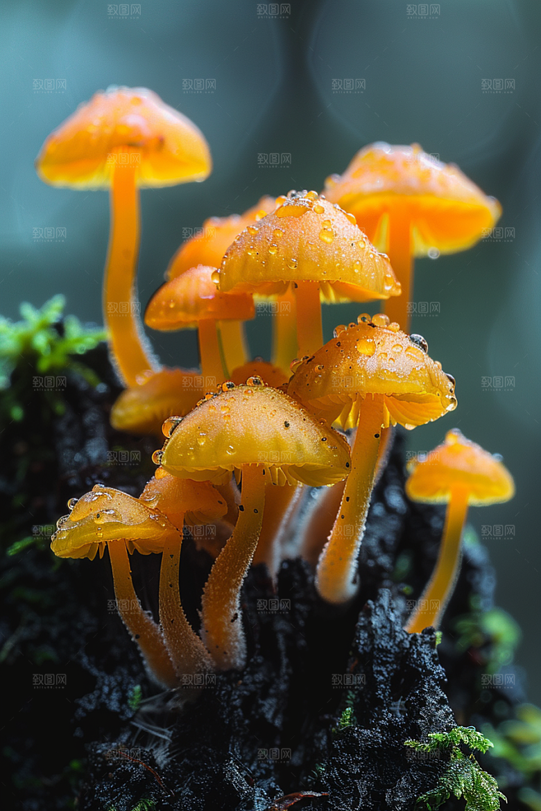 蘑菇美味菌子摄影图