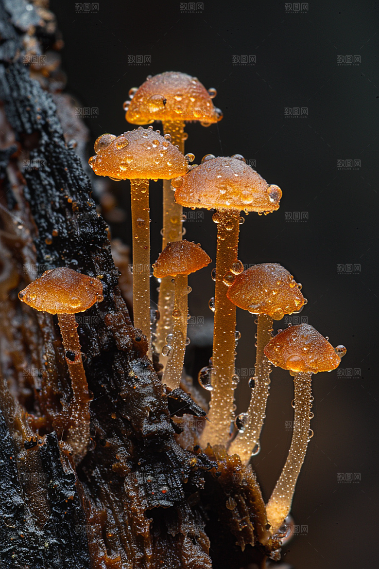 蘑菇雨后鲜美摄影图