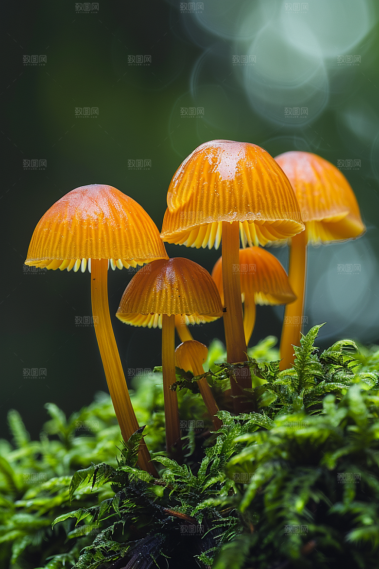 蘑菇菌子菌菇摄影图