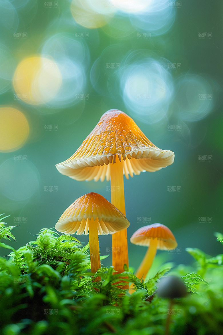 蘑菇高清雨后摄影图