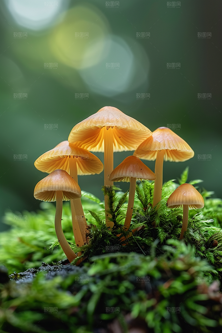 蘑菇山林新鲜摄影图