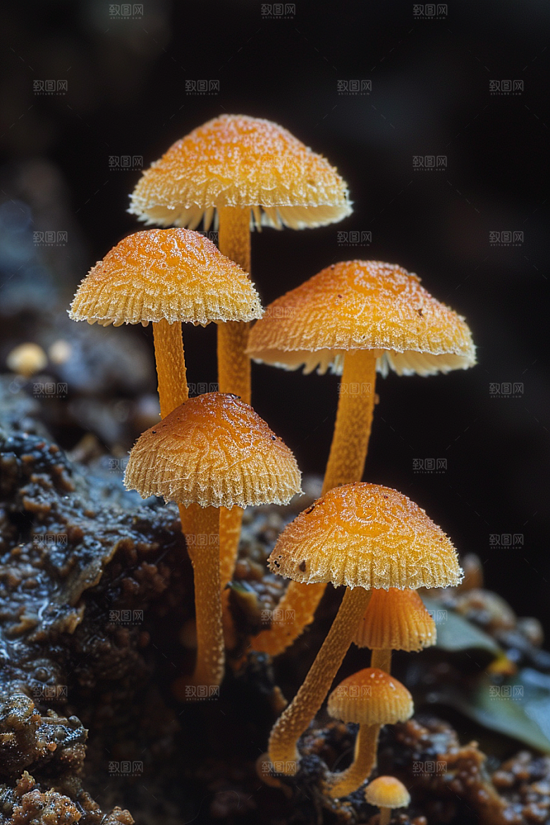 蘑菇自然清新摄影图