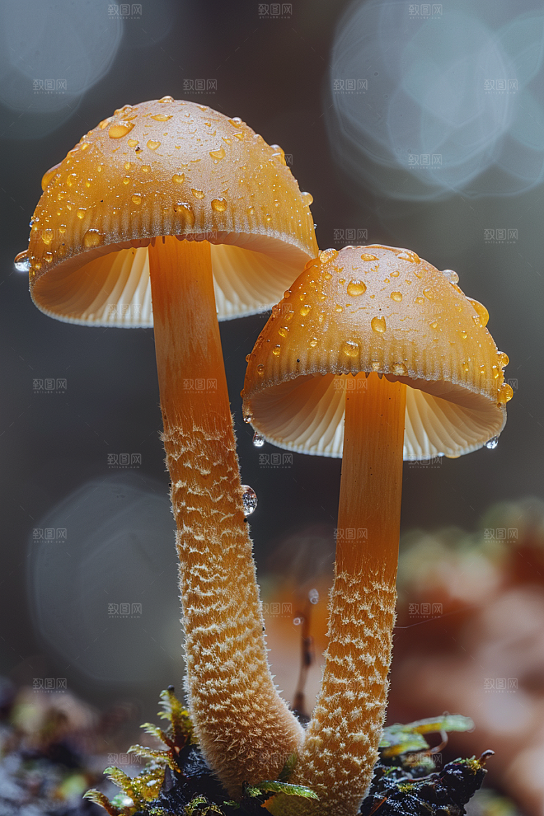 蘑菇食材山珍摄影图