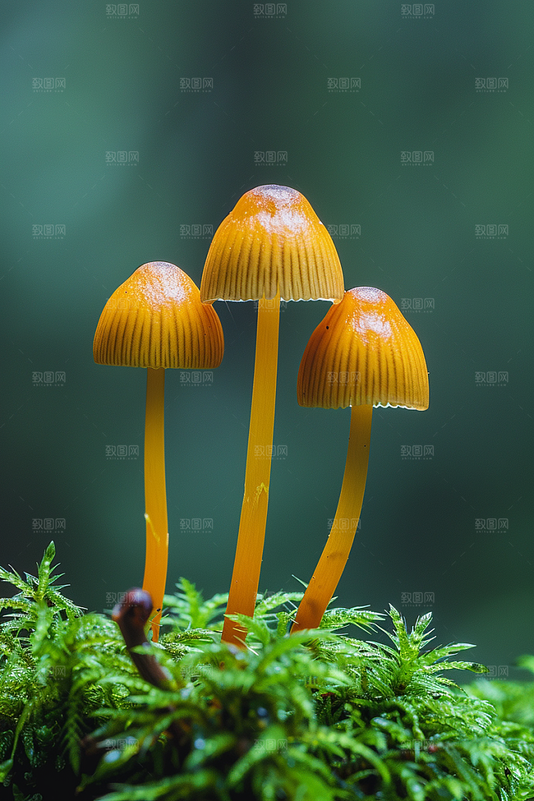 蘑菇鲜美菌子摄影图