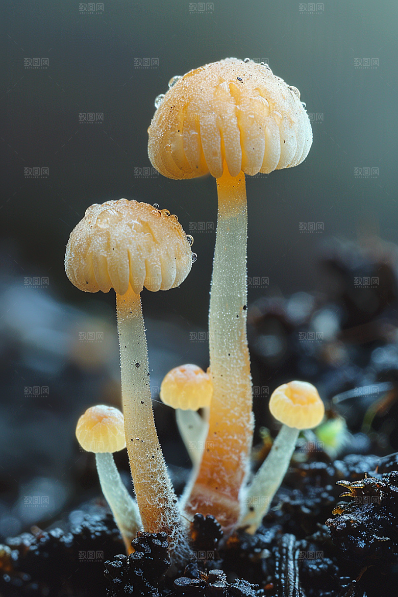 蘑菇高清菌子摄影图
