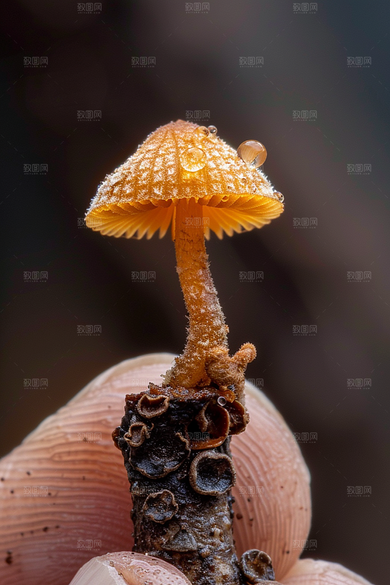 蘑菇树林食材摄影图