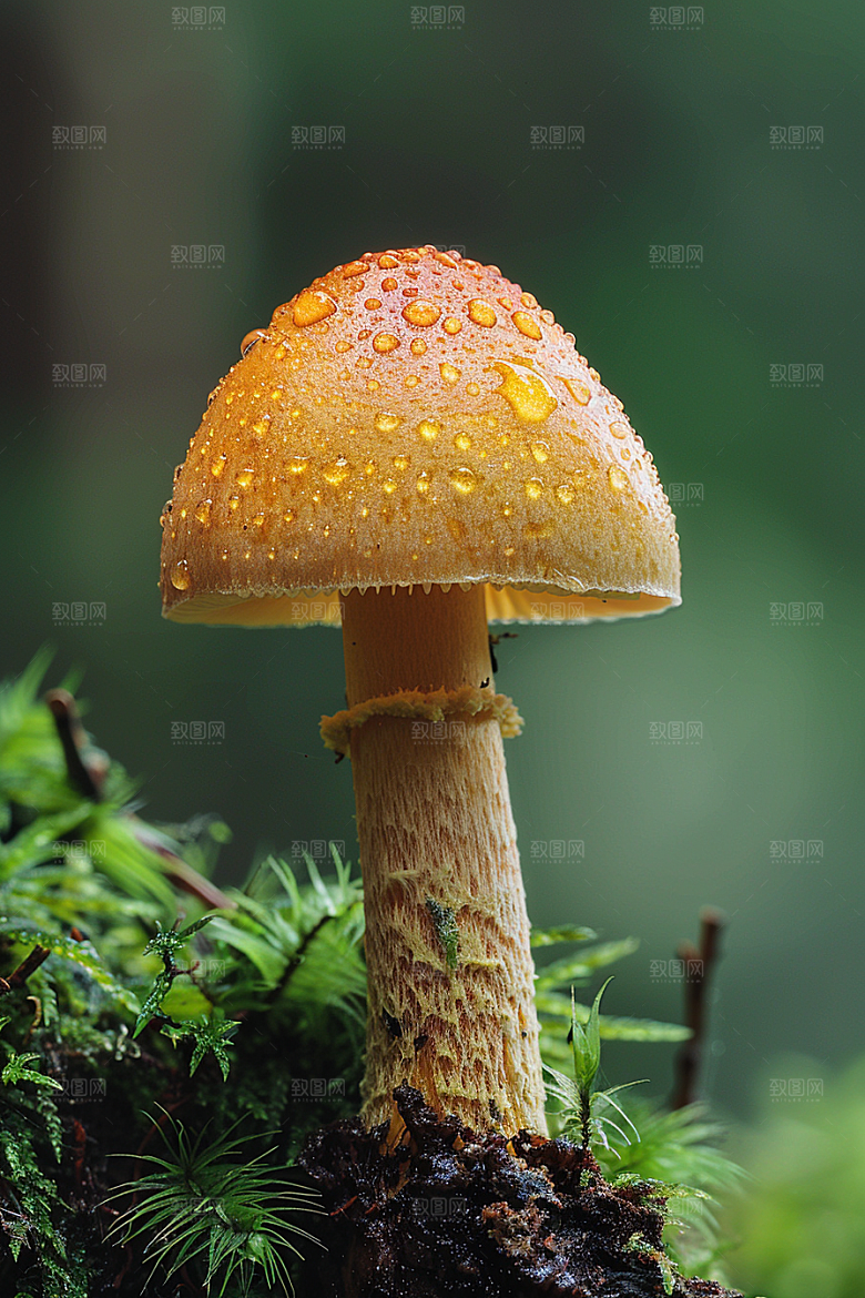 蘑菇食材清新摄影图