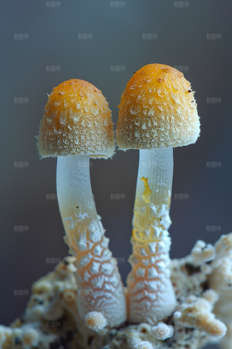 蘑菇菌菇雨后摄影图