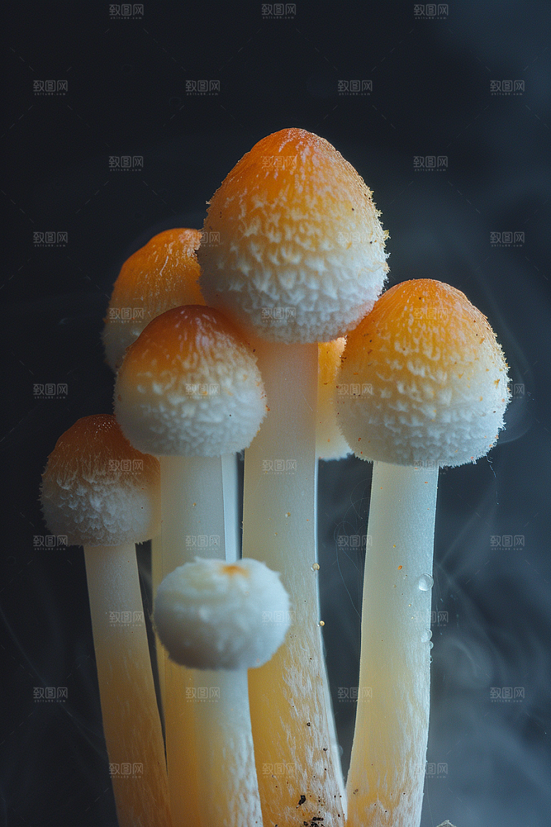 蘑菇美味树林摄影图