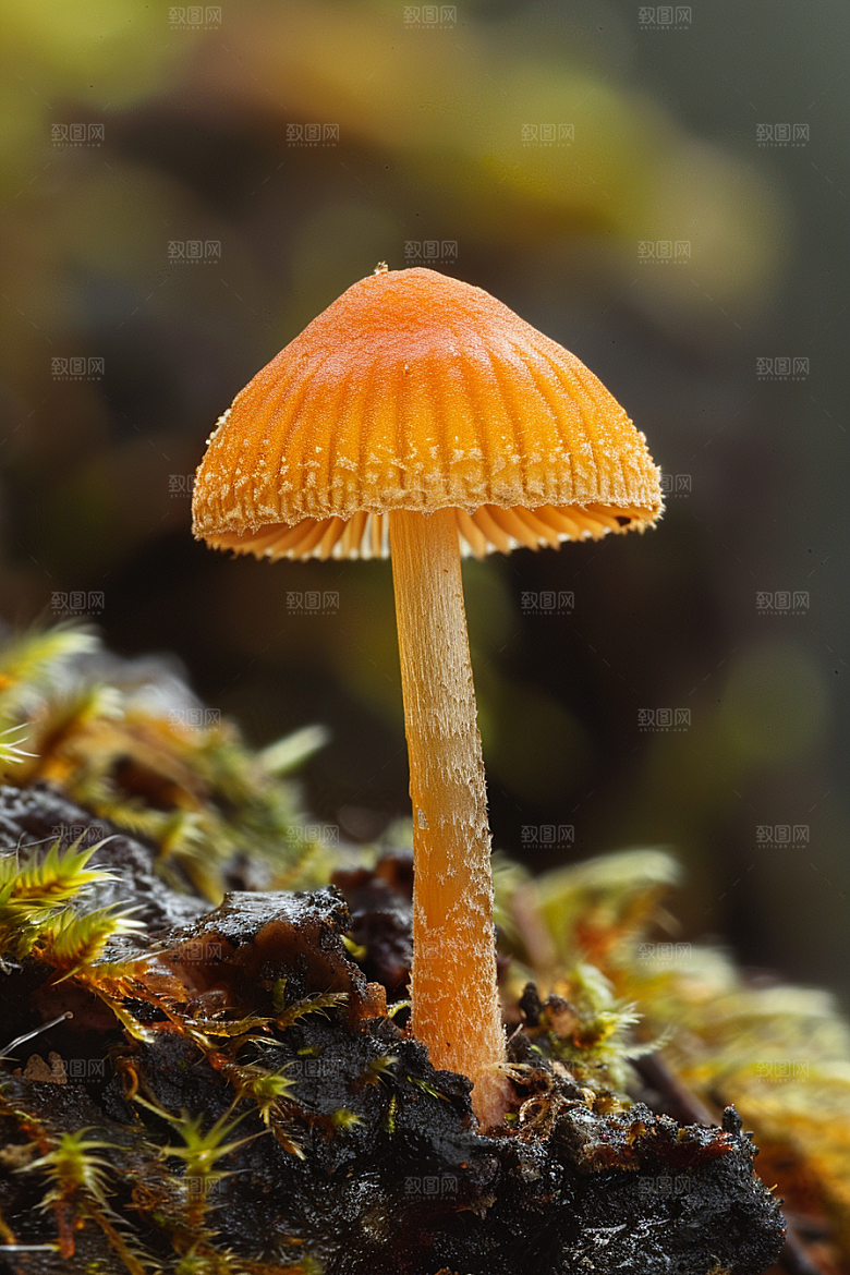 蘑菇云南雨后摄影图