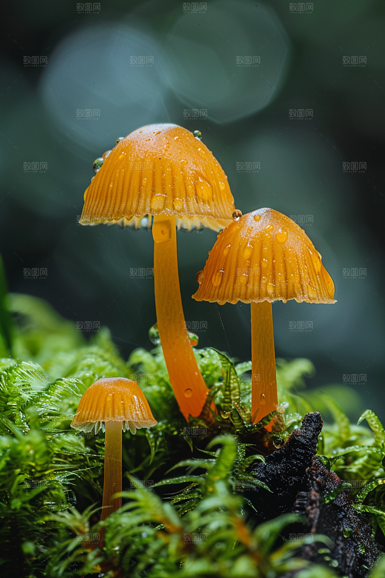 蘑菇美味自然摄影图