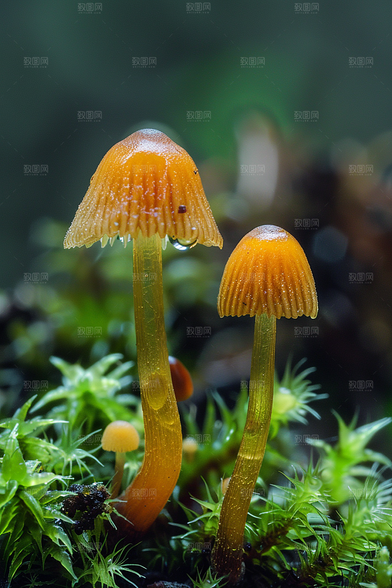 蘑菇高清树林摄影图