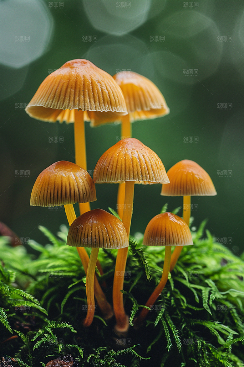 蘑菇雨后山珍摄影图