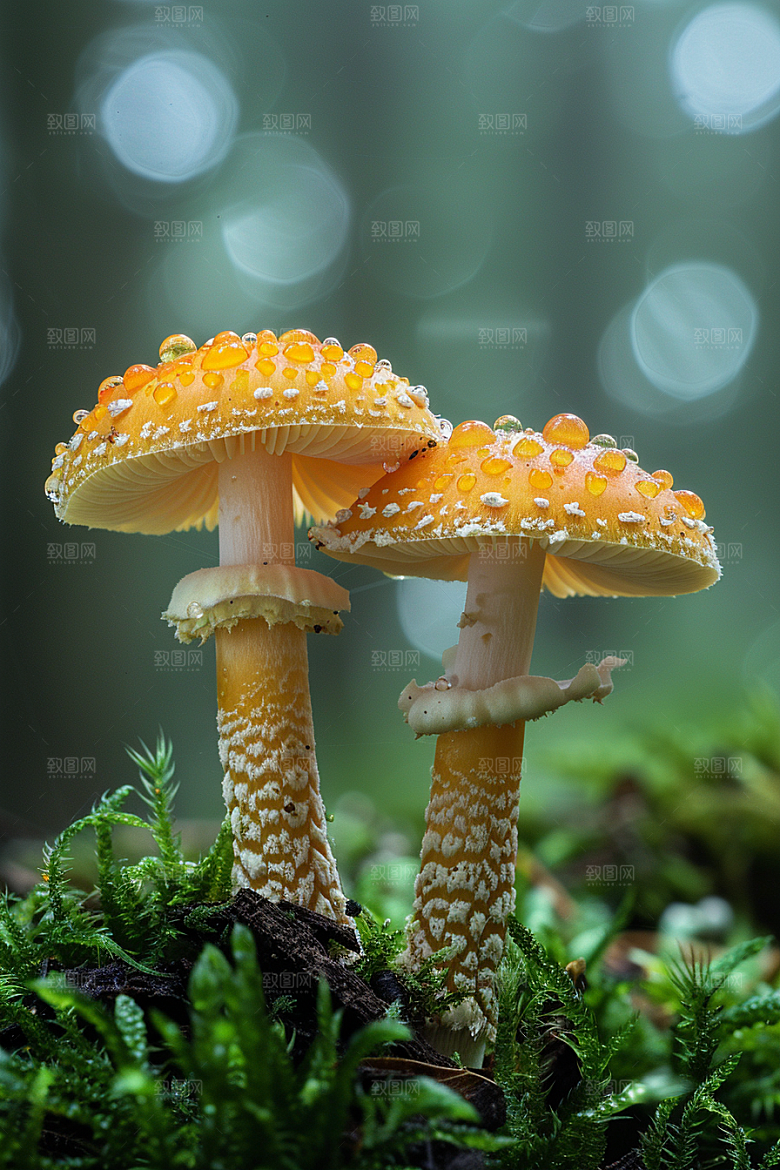 蘑菇雨后美味摄影图