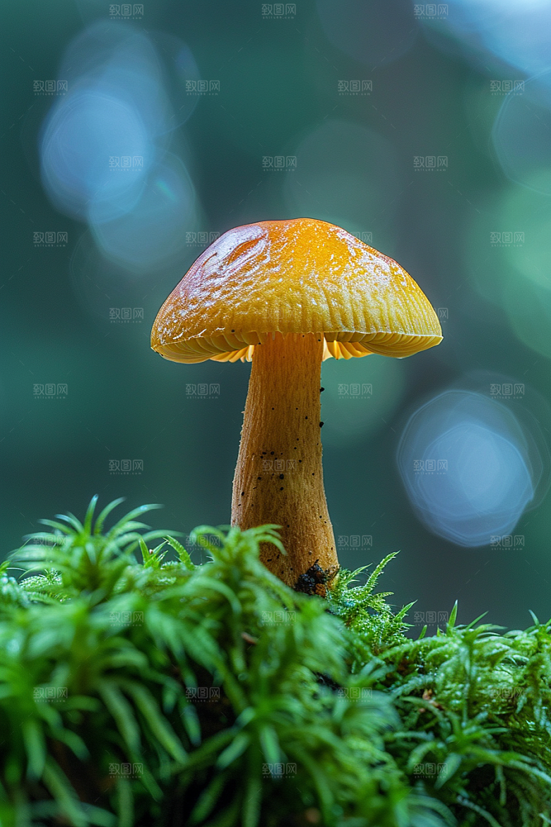 蘑菇菌子新鲜摄影图