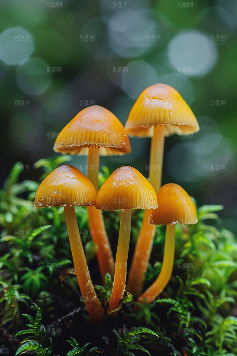 蘑菇云南清新摄影图