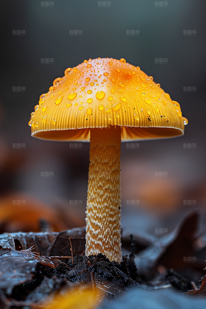 蘑菇自然山林摄影图