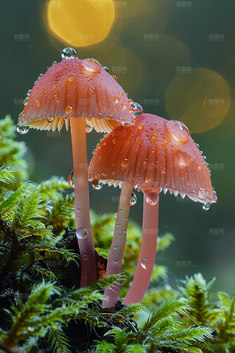 蘑菇美味山珍摄影图
