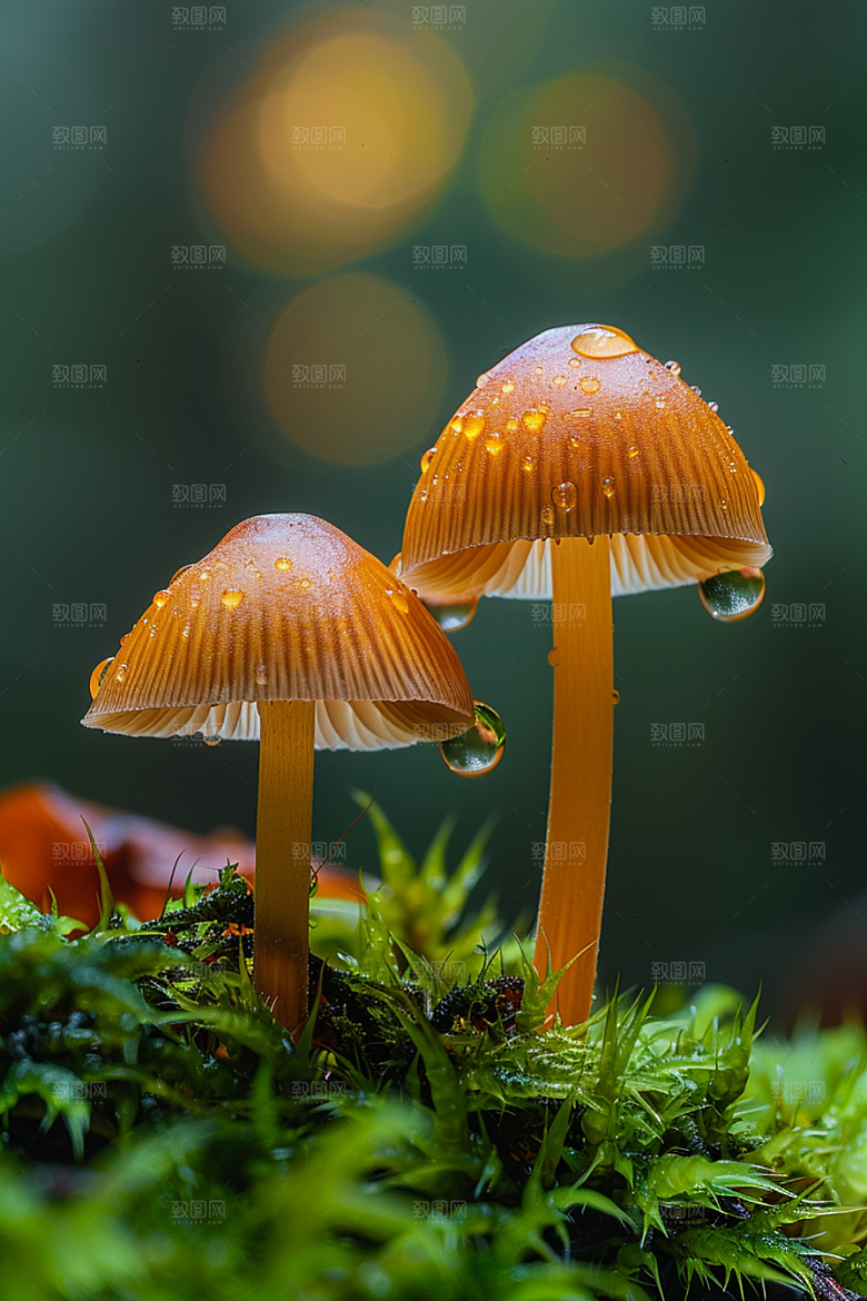 蘑菇山林云南摄影图