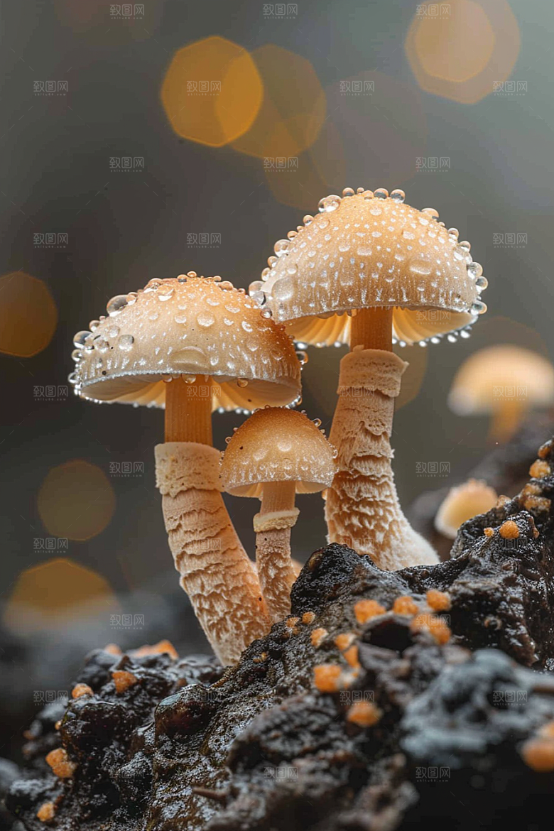蘑菇自然新鲜摄影图