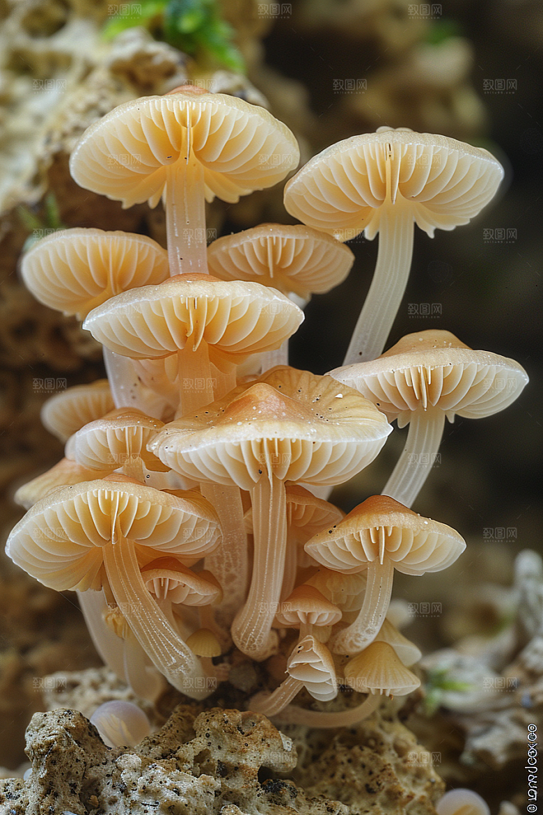 蘑菇食材云南摄影图