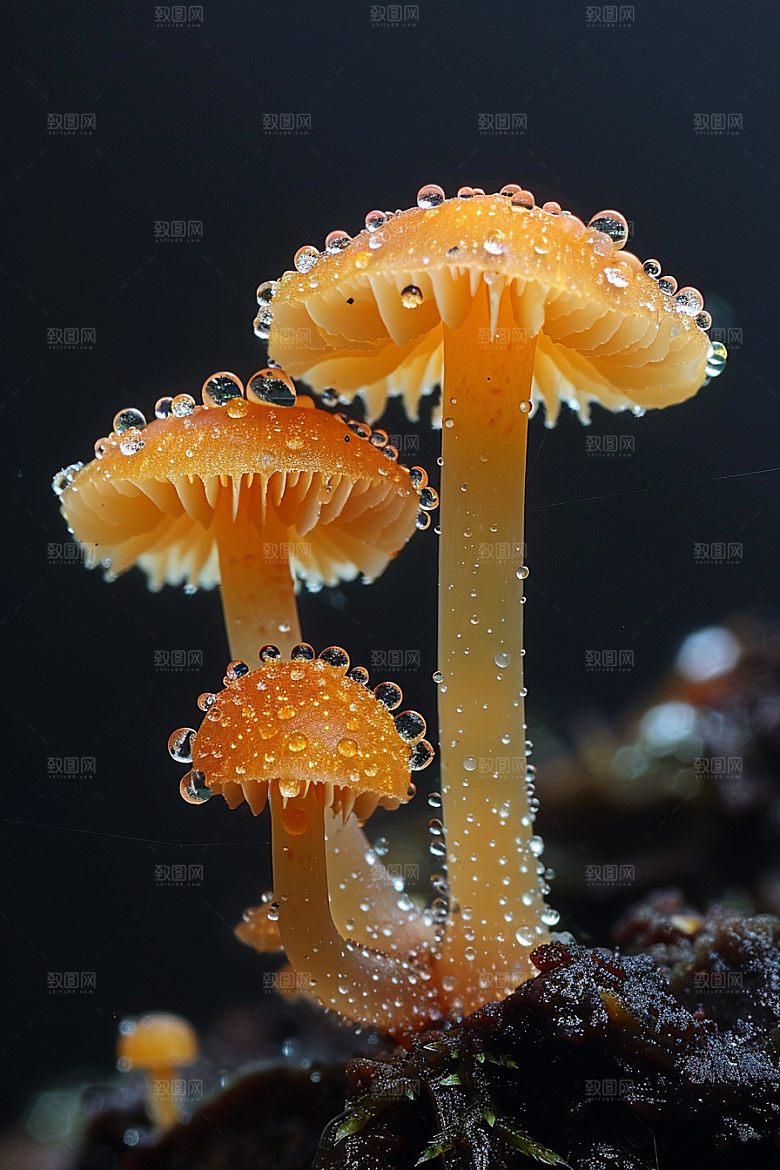 蘑菇美味雨后摄影图