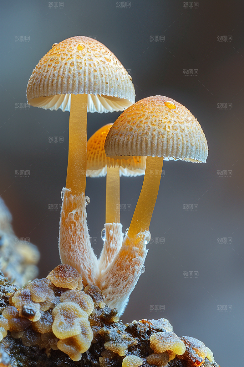 蘑菇雨后鲜美摄影图