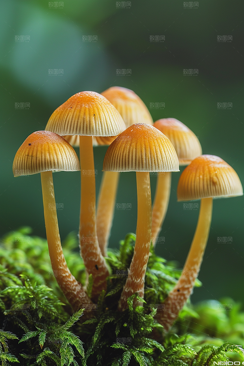 蘑菇鲜美山林摄影图