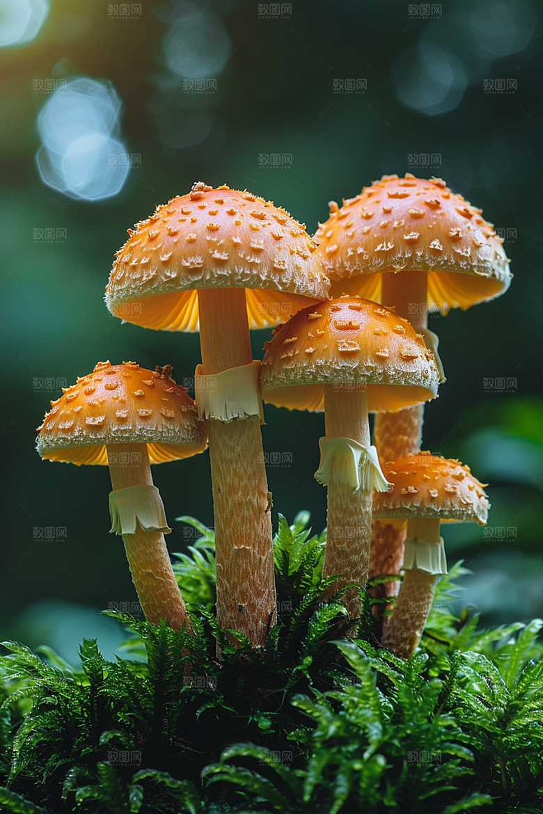 蘑菇鲜美清新摄影图