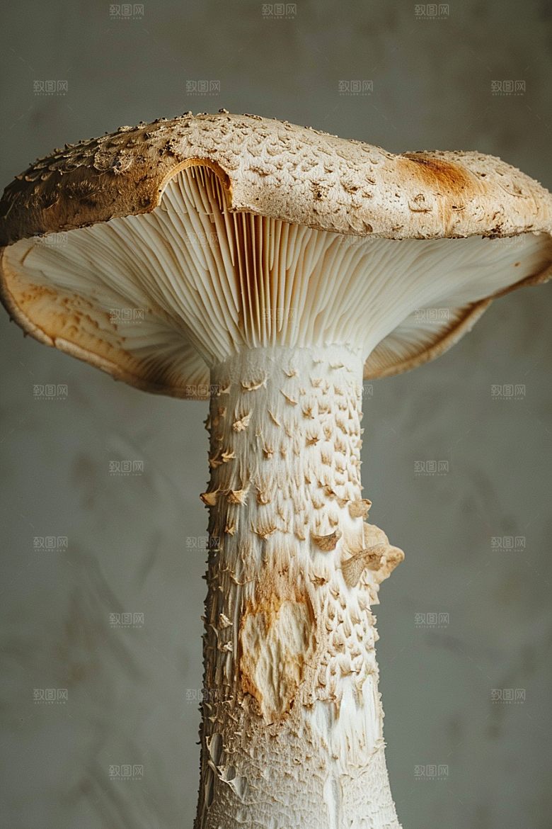 蘑菇自然美味摄影图