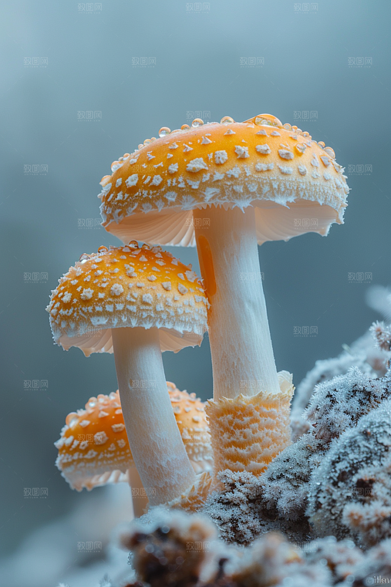 蘑菇云南新鲜摄影图