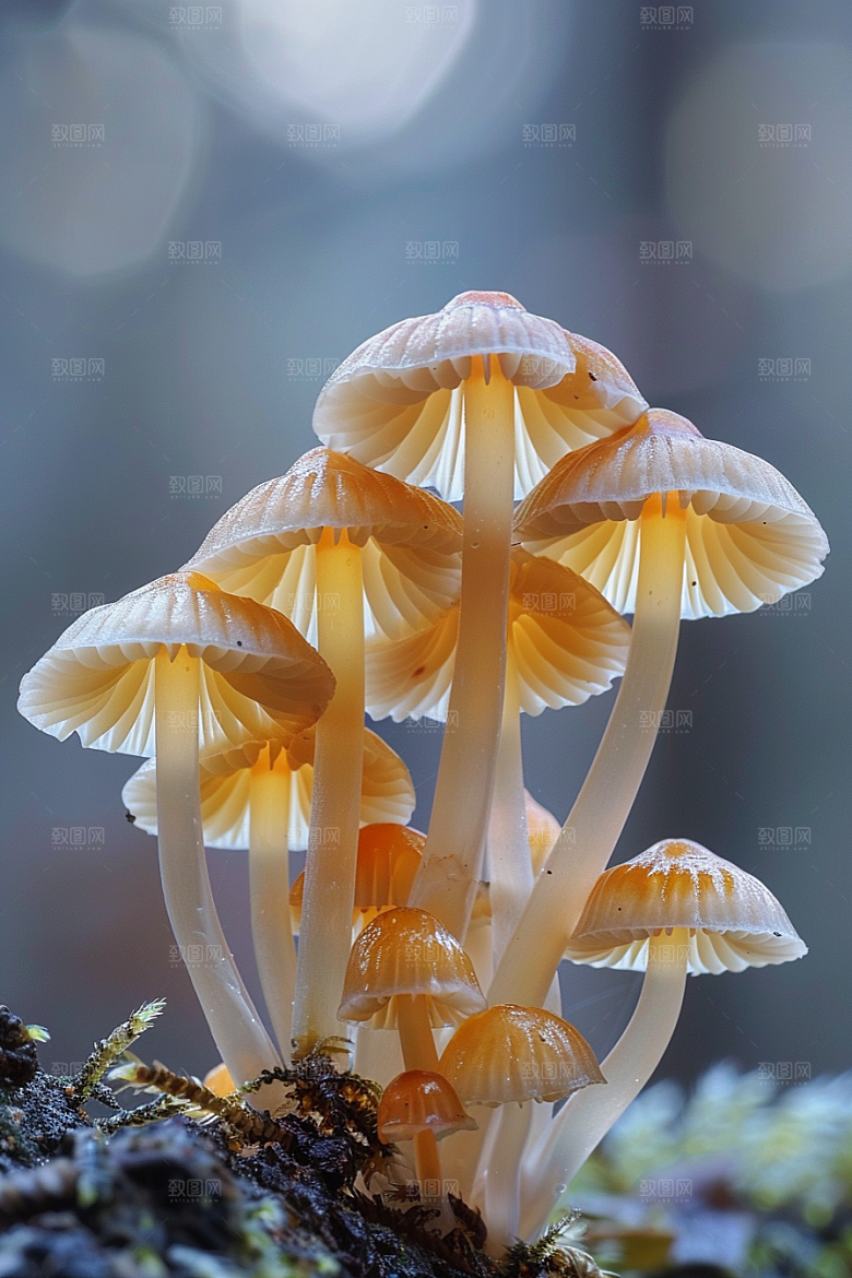 蘑菇新鲜菌菇摄影图